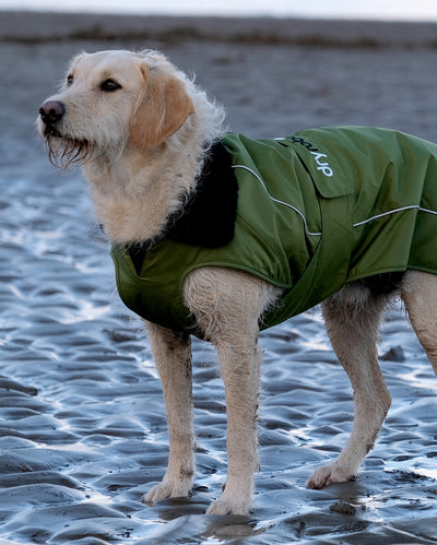 Labradoodle stood on a beach, wearing Forest Green dryrobe® Dog 