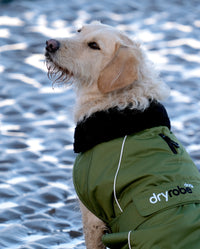 Labradoodle on a beach with back to the camera, wearing Forest Green dryrobe® Dog 