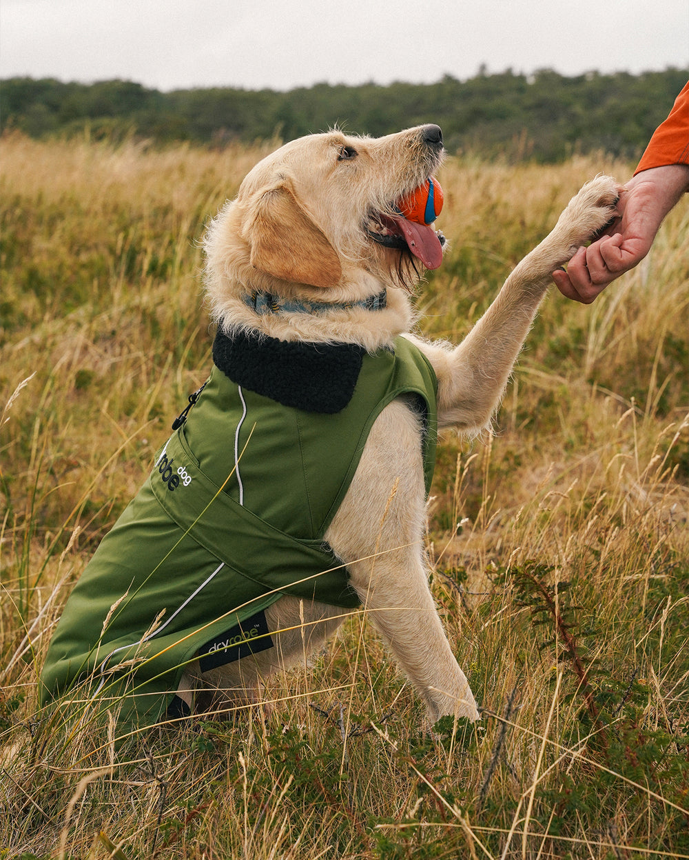 Forest Green Black Dog Coat | Dryrobe®
